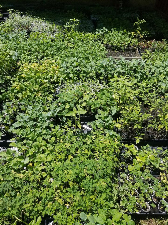 Introduction to Medicinal Plants- Full list of available plants to follow around March 15th 2023