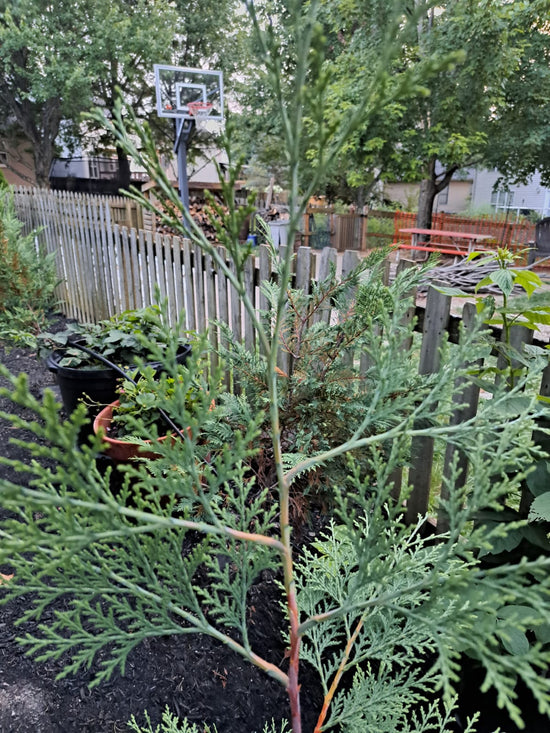 Transplant Shock: Green Giant Arborvitae and Murray Cypress