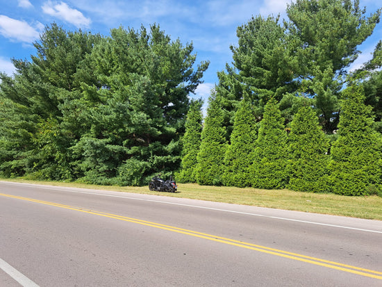Eastern White Pine v Green Giant Thuja, Which One Should I Plant?