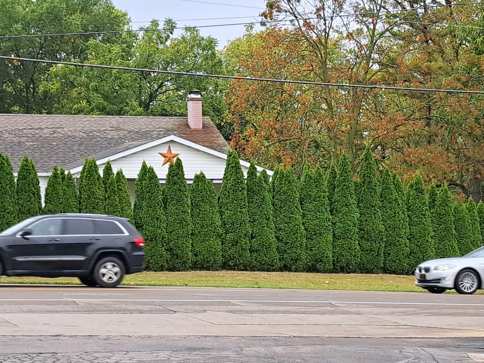 Beautiful Example Of Thuja Privacy Evergreens For A Home Near Busy Com 