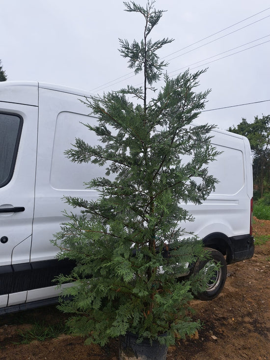 36 month old 8’ Murray Cypress, a good plant to create privacy in zone 6