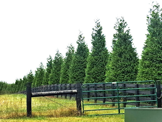 Privacy for Kentucky Horse Farms: Green Giant Thuja