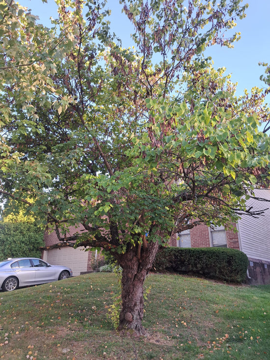 How to Save a Dying Tree