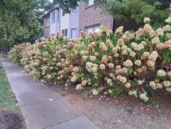 A Row of Limelight Hydrangea
