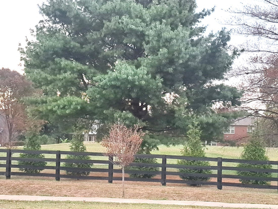 Eastern White Pines and Green Giant Thuja Planted Together for Privacy