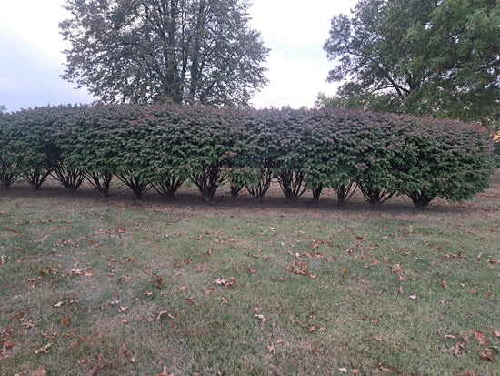 A Row of Burning Bushes