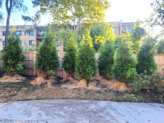 Planting 16' Green Giant Thuja for Privacy