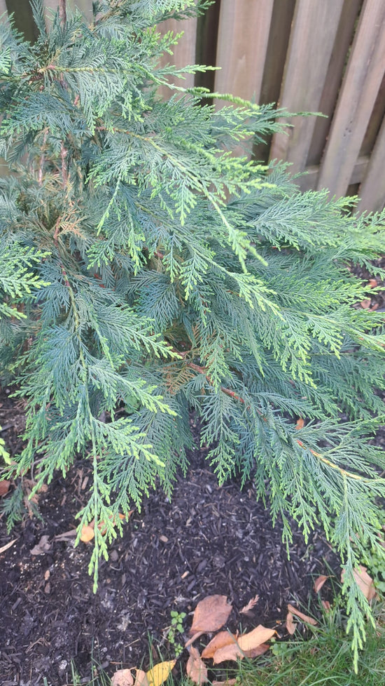 New Growth: Green Giant Thuja & Murray/Leyland Cypress
