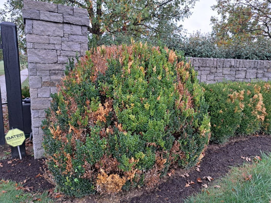 Boxwoods damaged by the temperature swing of 2022