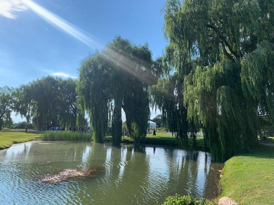 Weeping Willow for Fast Growing Privacy