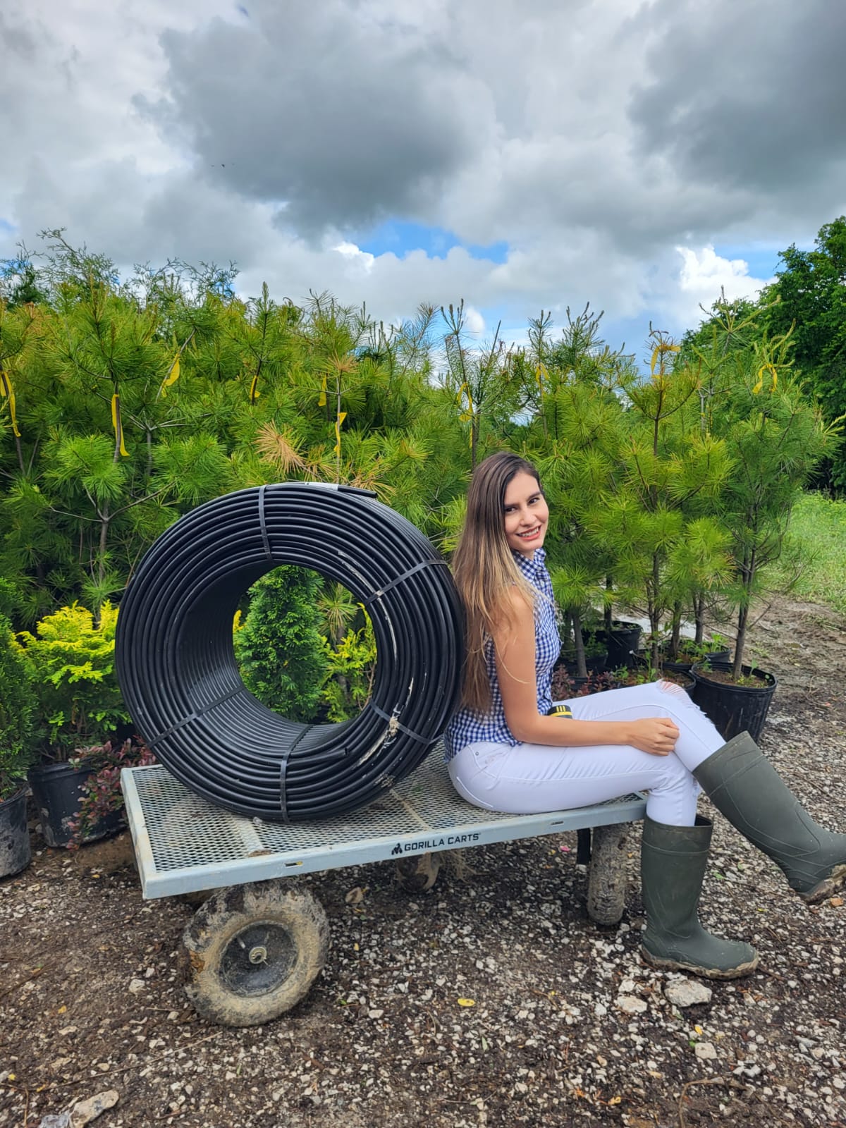 Dripline Watering of Newly Planted Privacy Trees Victory Garden Boys