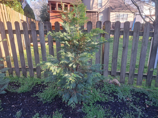 Spring Pruning of Privacy Trees: Murray & Leyland Cypress