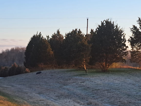 Eastern Red Cedar on the side of 75 near Dry Ridge, KY