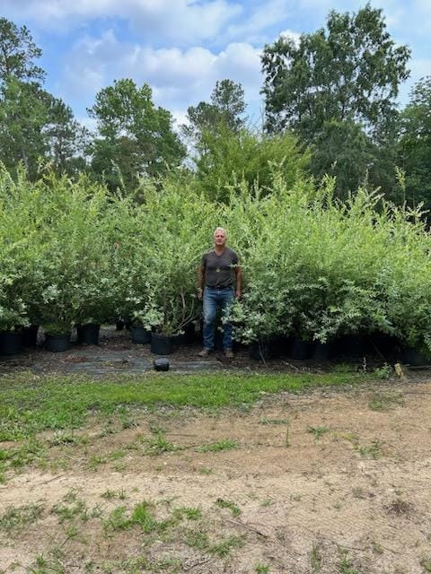 Dappled Willow in 15 Gallon Pots