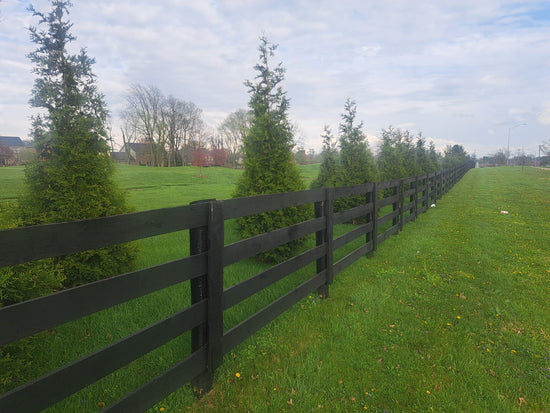 Green Giant Arborvitae for privacy on a golf course community, Lexington KY