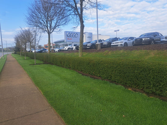 Yews separating a sidewalk and a luxury car dealer’s inventory