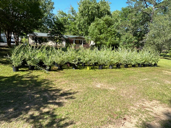 Flood Zoned Land Mitigation Strategy with Trees and Plants