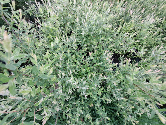 Growth Rate Comparison: Weeping Willow Tree v Dappled Willow Bush
