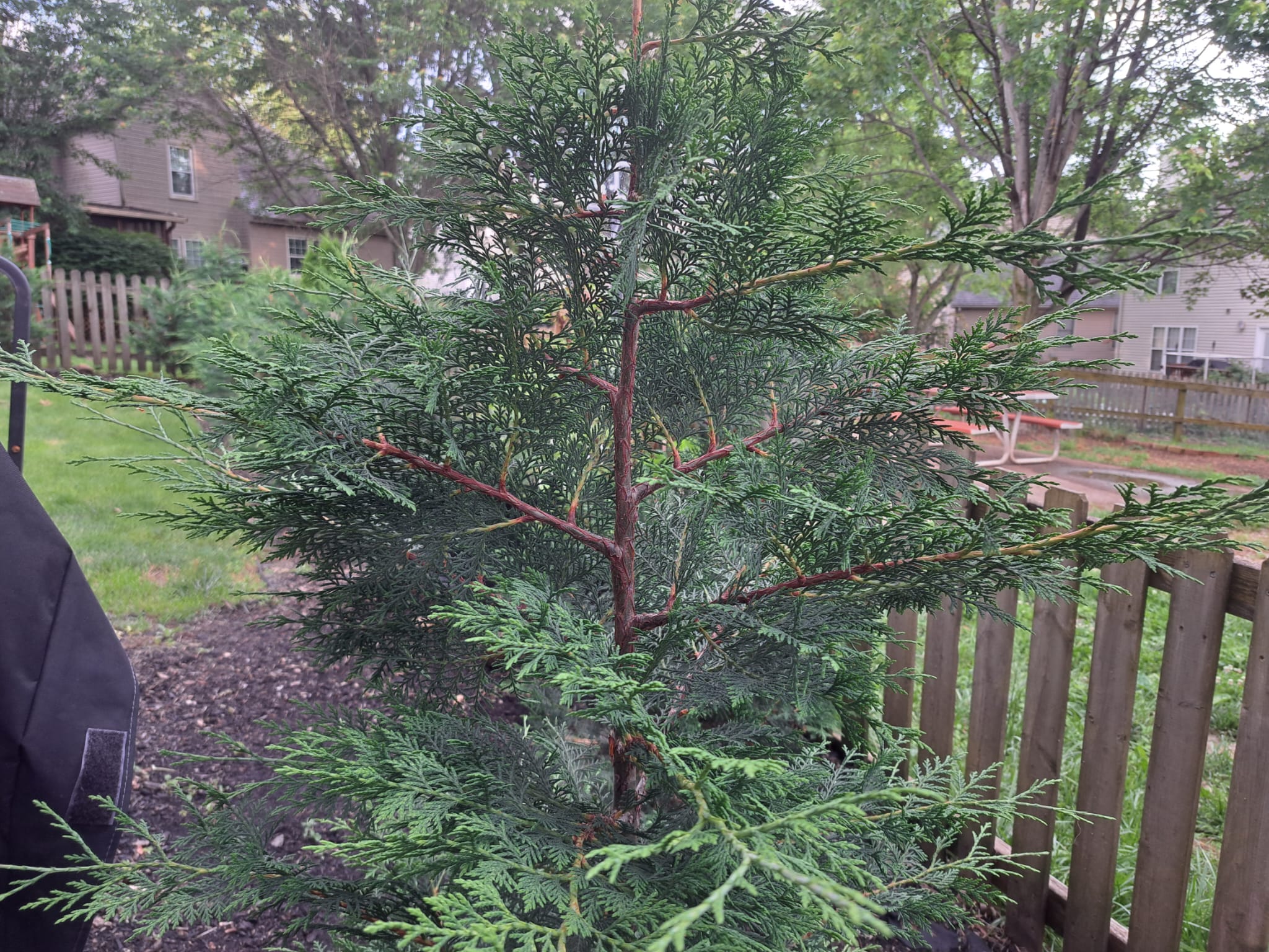 Cypress growth update Murray and Leyland Cypress Victory Garden Boys