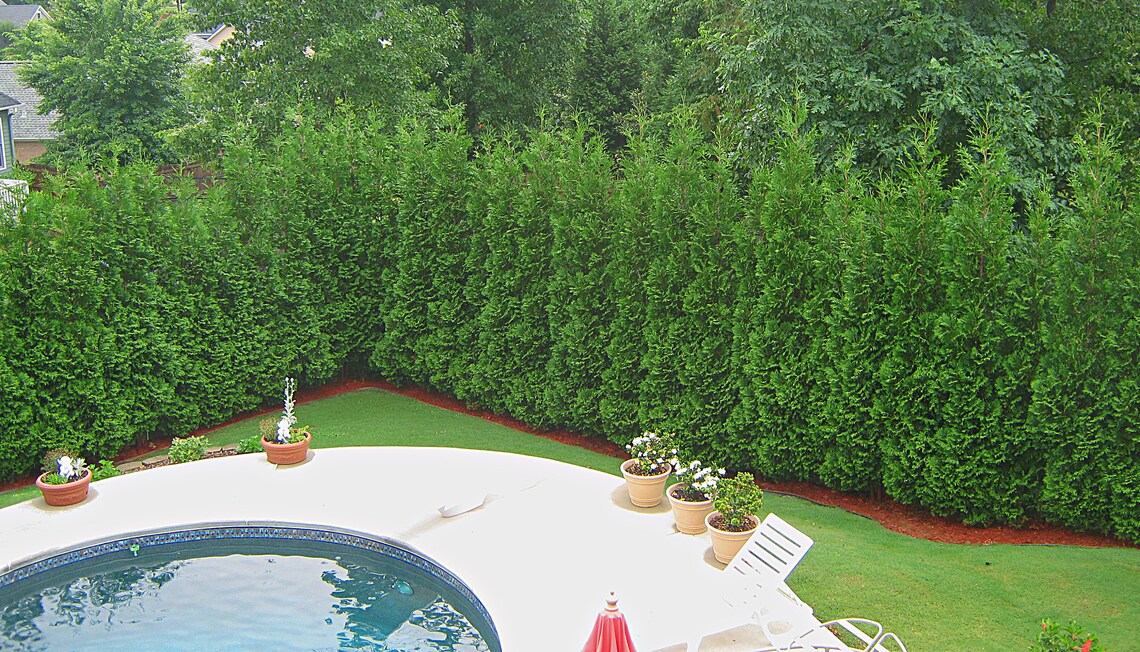 Best Privacy Trees Around Pools Victory Garden Boys