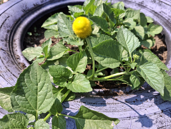 Medicinal Herb Plant Update: 8/4/2024 Victory Garden Boys, Stanton, KY