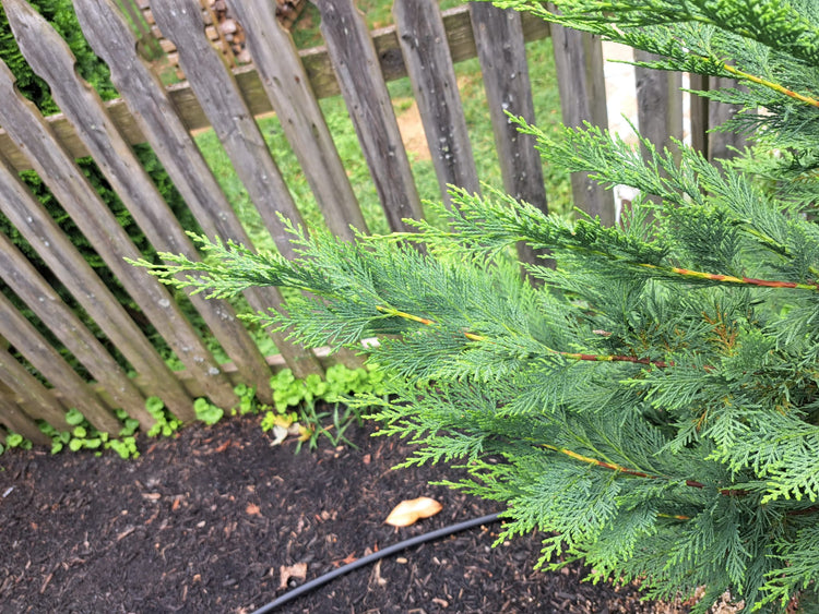The Cypress has grown about 1’ on the horizontal branches with an expected addition 1’ growth for the remainder of 2023