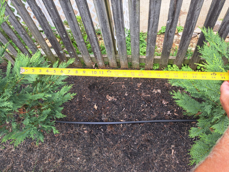 Leyland cypress. We are expecting to cover the 2’ space between the trees in 12 months so a green wall will be formed