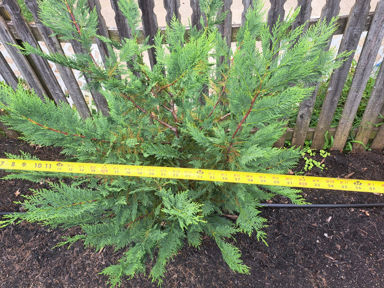 Leyland cypress The trees are 3’ wide right now