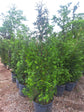 Thuja Green Giant Arborvitae- BEST SELLER