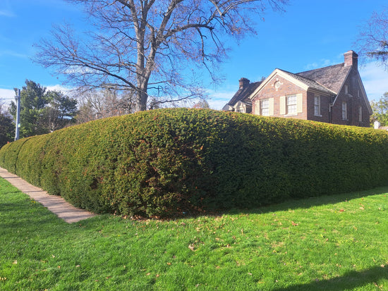 Yews For Privacy Hedge