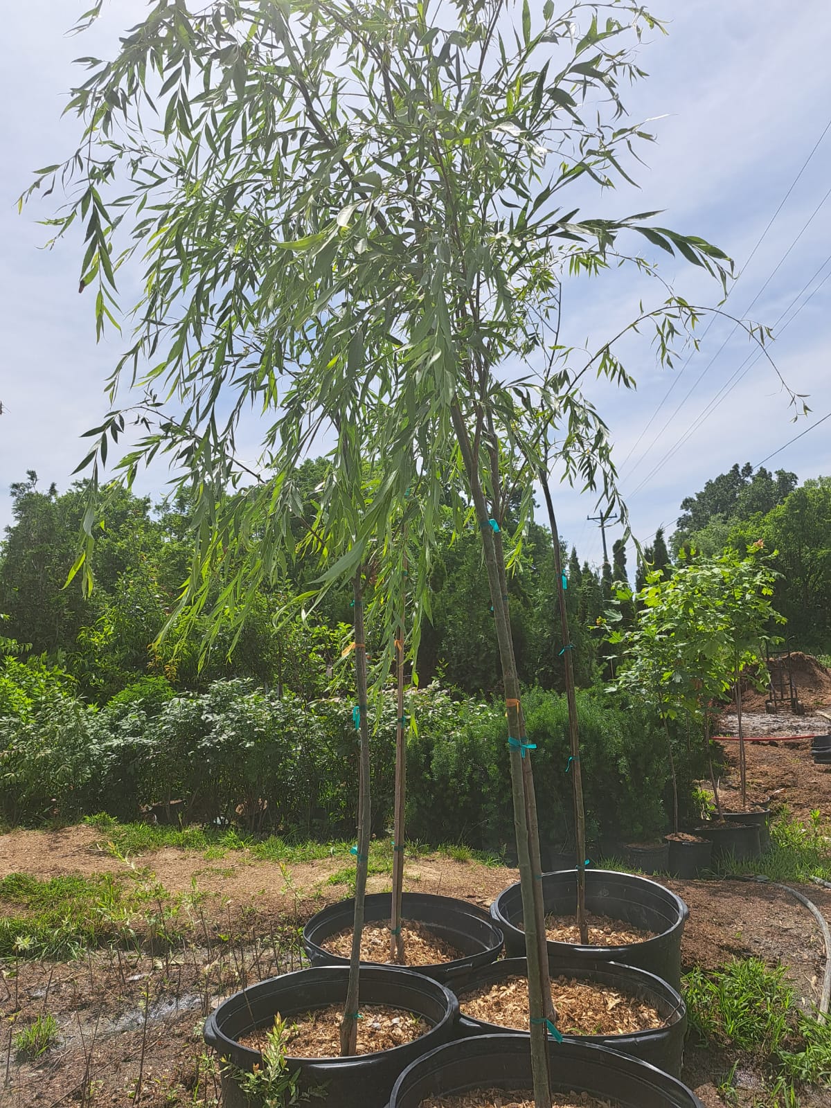 can you plant a weeping willow tree in a pot Weeping Willow: A Dramatic and Fast-Growing Favorite