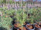 Scots Pine.   Introducing the majestic Scots Pine (Pinus sylvestris):