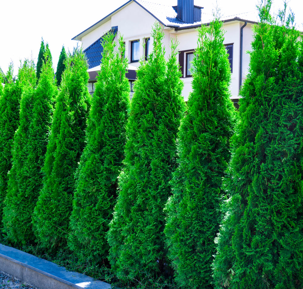 Emerald Green Arborvitae Facts And Care LoveToKnow, 49 OFF