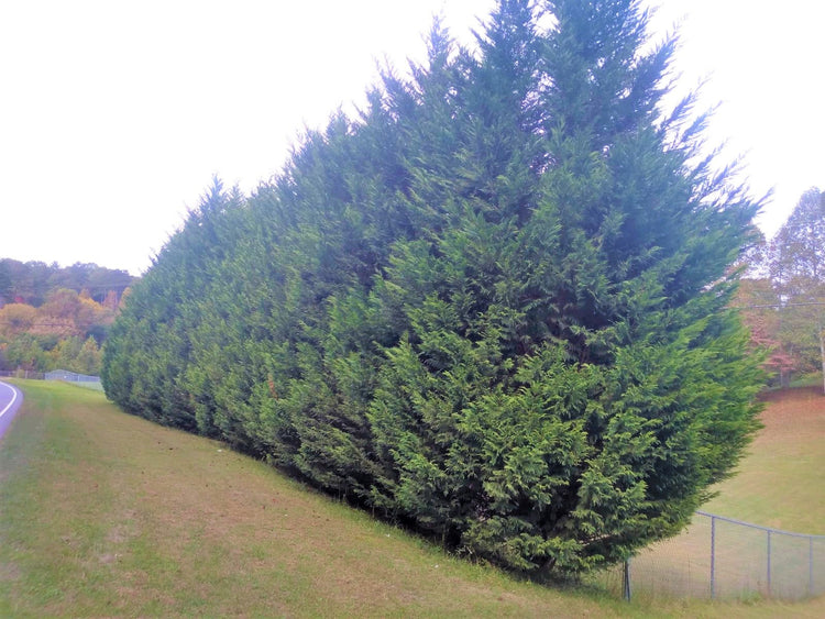 Nice examples of Leyland Cypress used for privacy. Dense, no see through green wall, completely hides what is on the other side and minimizes noise pollution from the road.