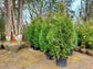 Thuja Green Giant Arborvitae- BEST SELLER