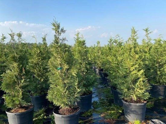 Leyland Cypress