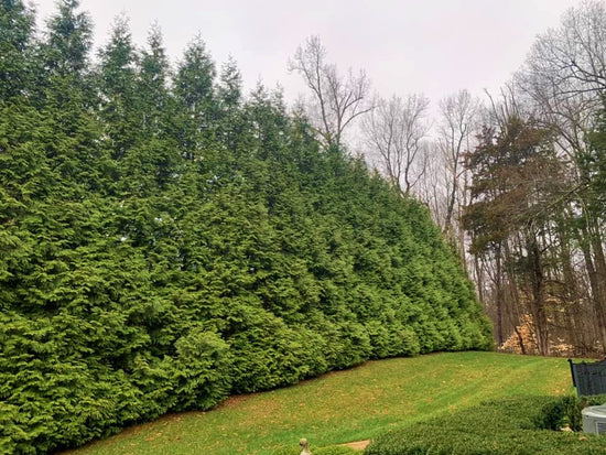 Beautiful Green Giant Arborvitae Thuja, looks as if nobody showed them TLC for years, but very healthy; Lexington, KY