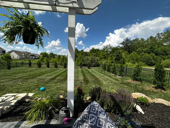 Cloning Arborvitae & Cypress Privacy Trees