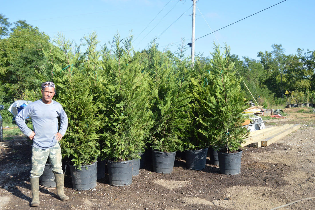 Healthy new growth of Cypress receiving plenty of nutrition (&water)
