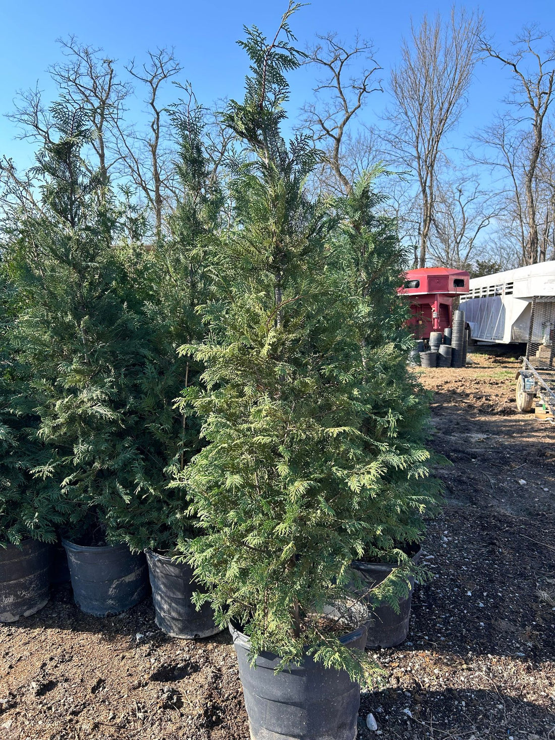 New Spring Inventory 2024