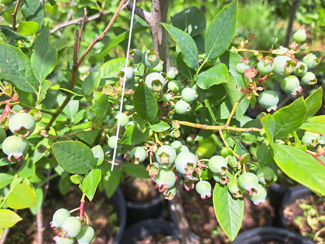 List of fruit trees we currently have available!
