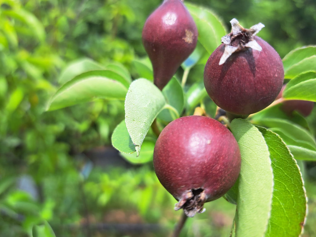 Discover Our Diverse Tree and Shrub Selection!