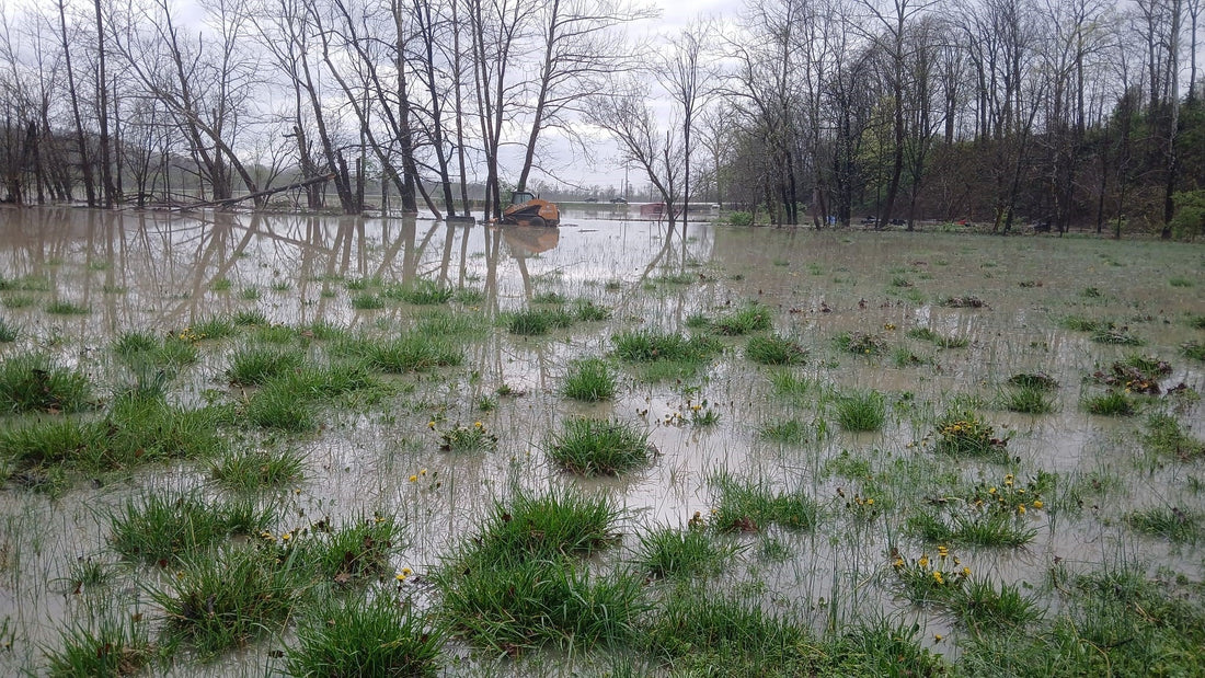 Flood Plain Tree Choice