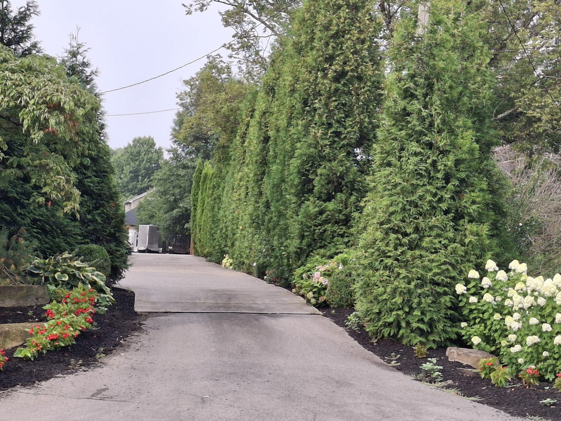 Creating a Natural Privacy Screen with Green Giant Arborvitae:  Lexington, KY