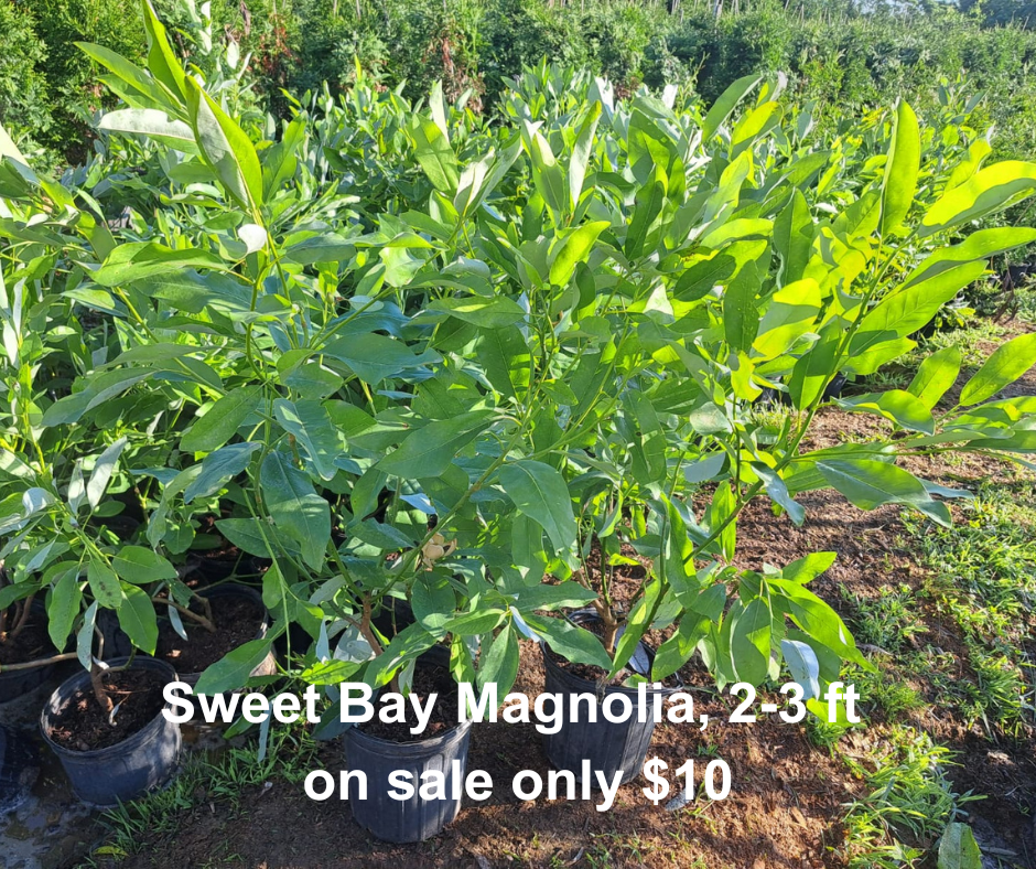 Sweetbay Magnolia for Privacy