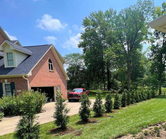 Green Giant Arborvitea growing in 3 Gallon pots, Dry Ridge, KY