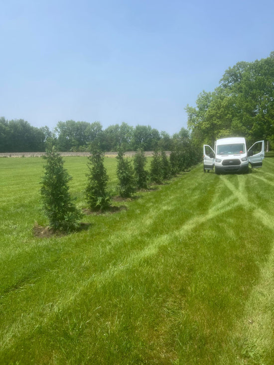 5-6’ Green Giants planted 7’’ apart to separate two properties, sheared in the early Spring to increase bushy appearance