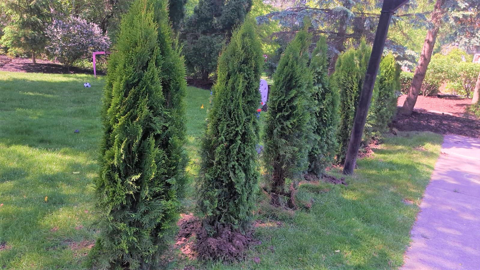 Is Spring Tree Planting Ideal For Green Giant Arborvitae Thuja Privacy ...