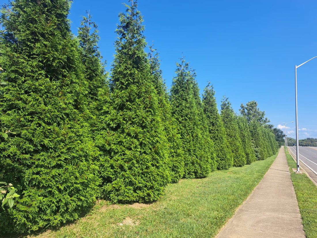 Green Giant Arborvitae spaced 5’ apart separating a busy 6 lane road and a subdivision, Lexington, KY