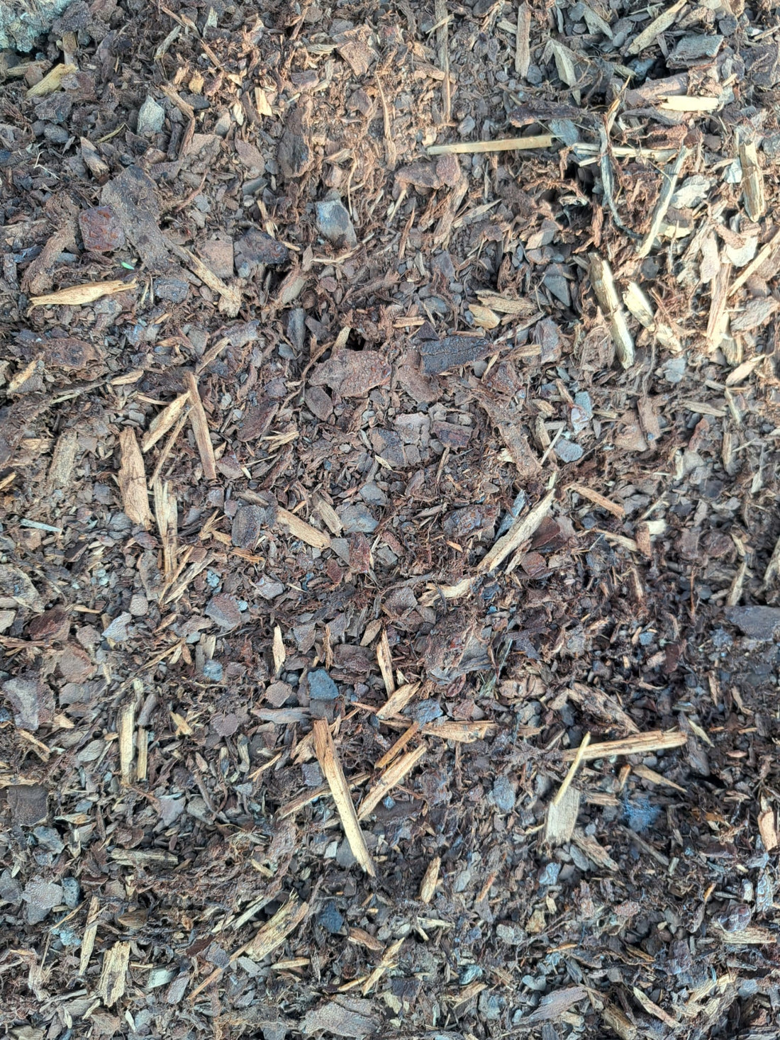Ideal Soil Conditions for Privacy Screen Arborvitae Thuja